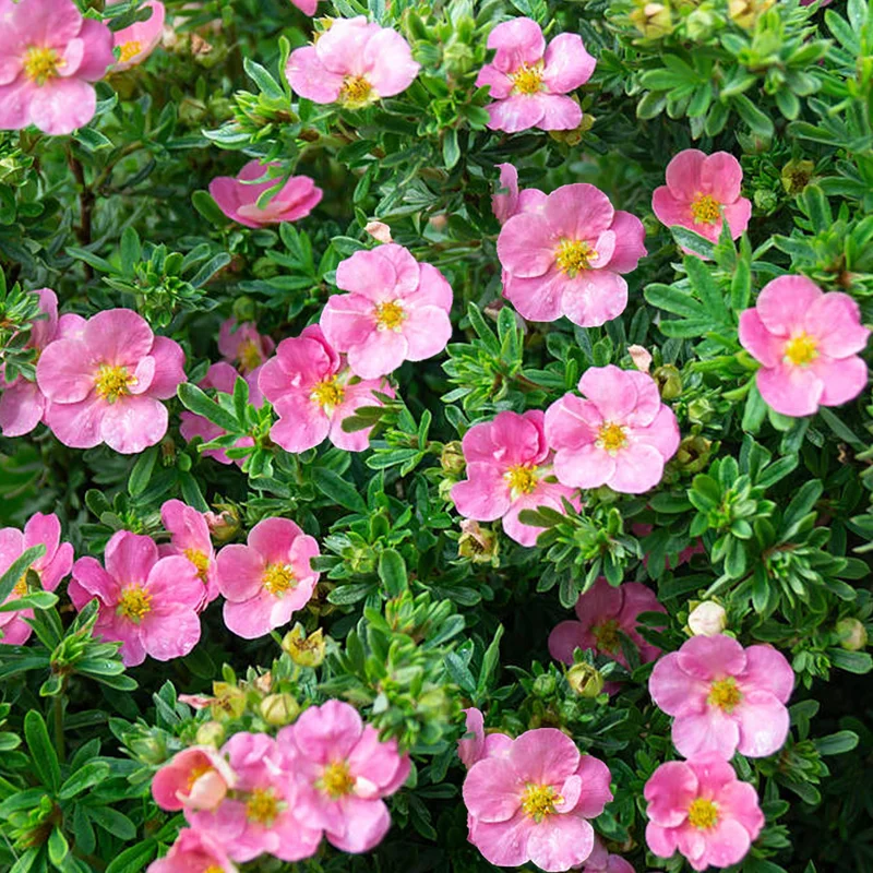 247plants3888244