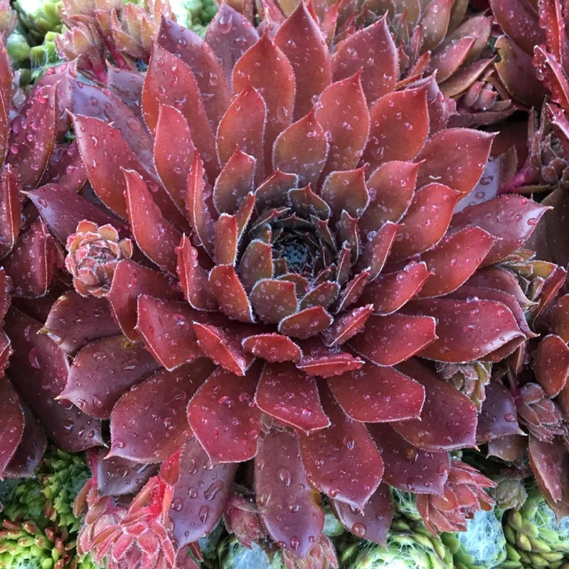 247plants3888425