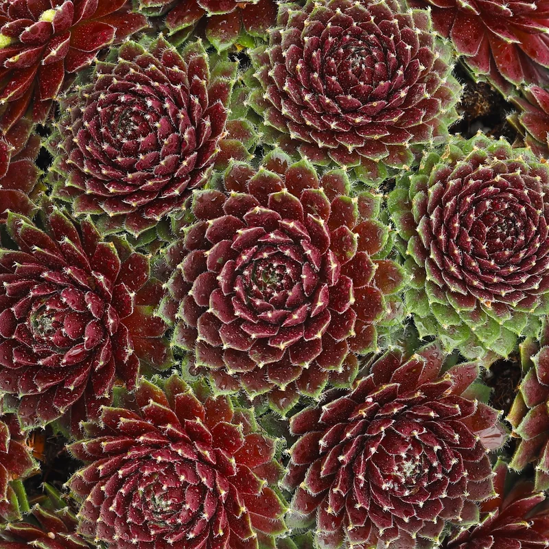 247plants3888573