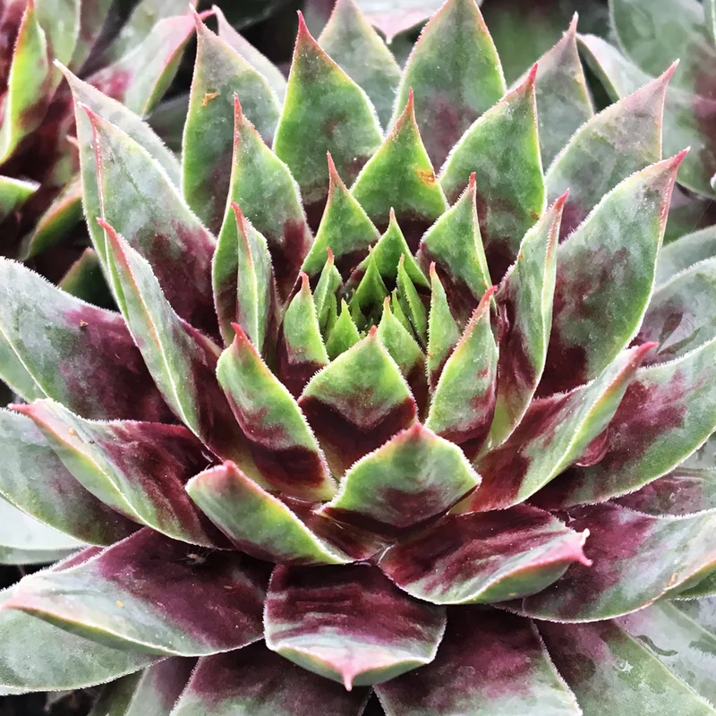 247plants3888721