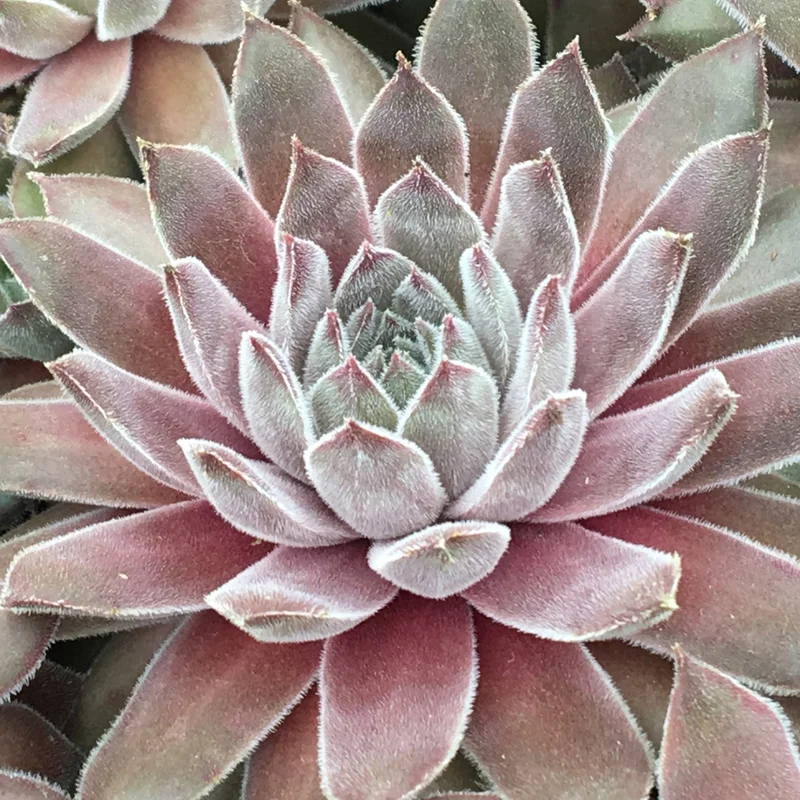247plants3888785