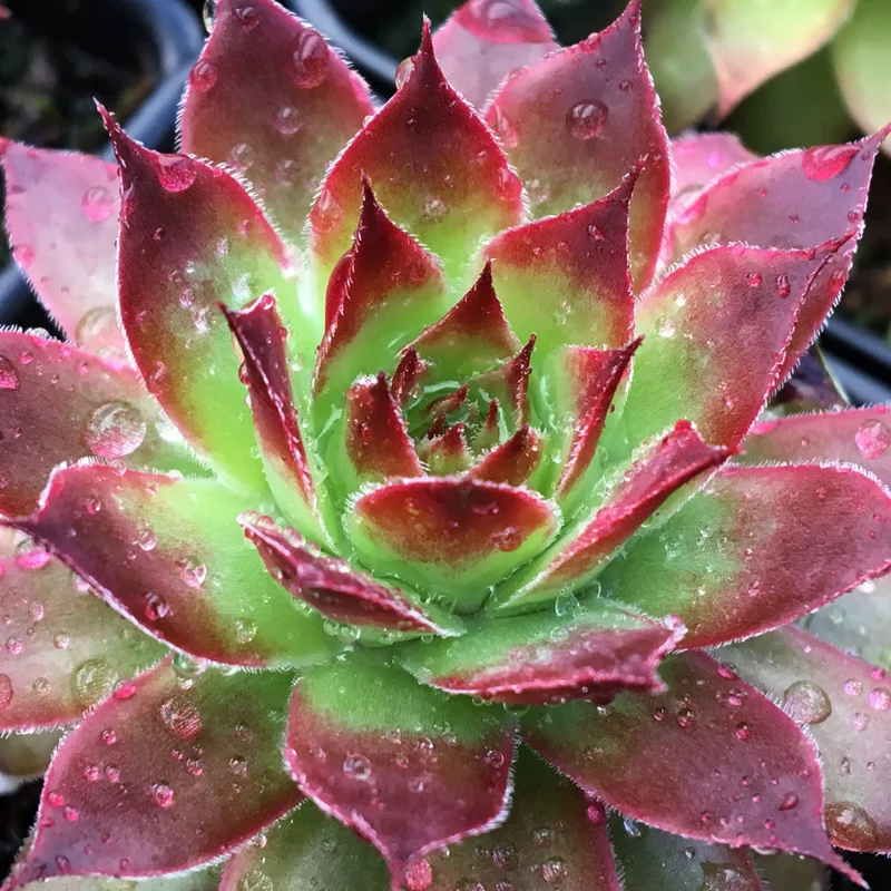 247plants3888846