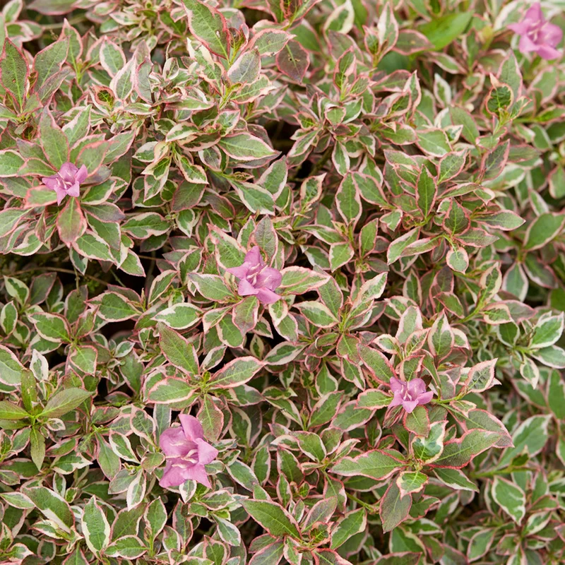 247plants3889201