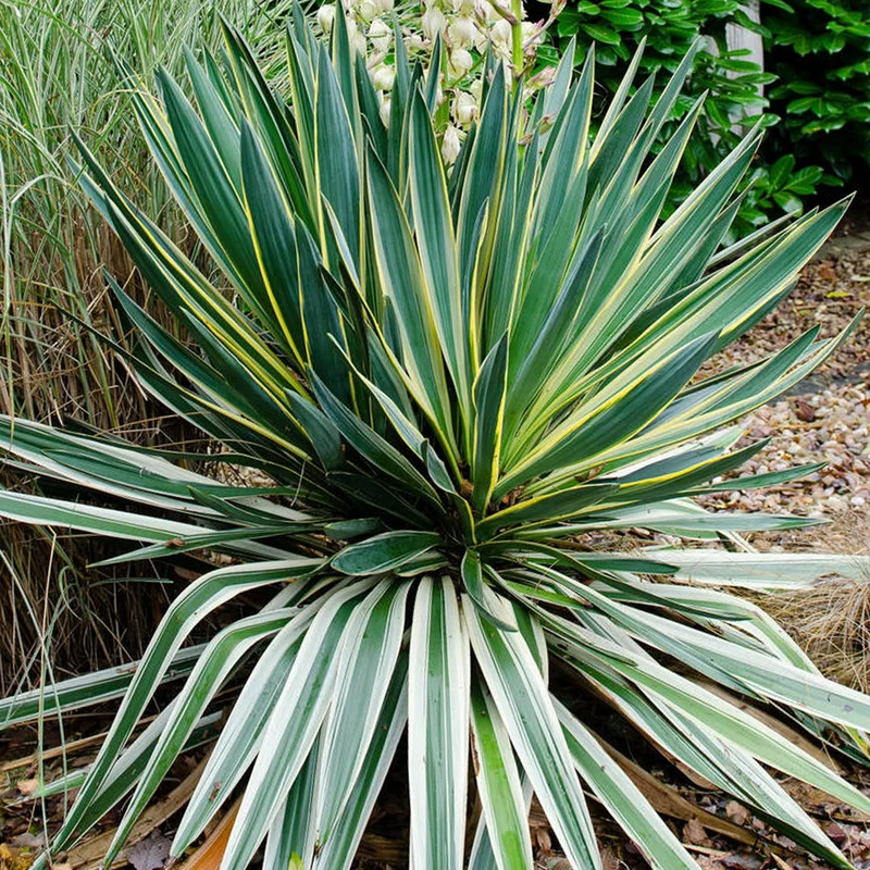 247plants3889486