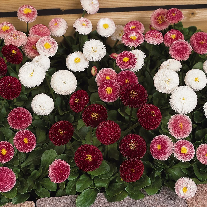 247plants3889801