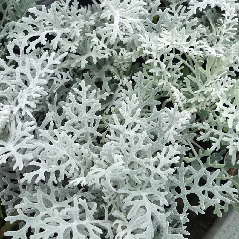 247plants3889882