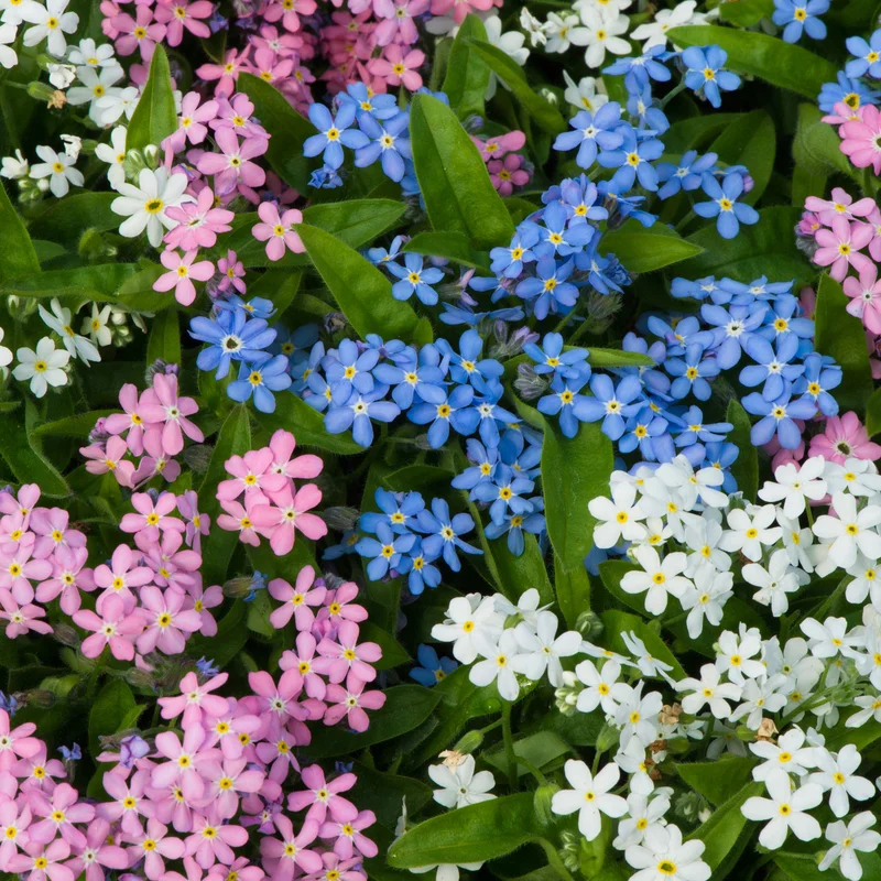247plants3889995