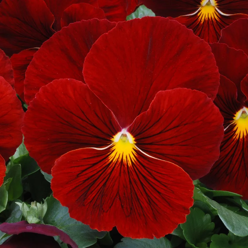 247plants3890720