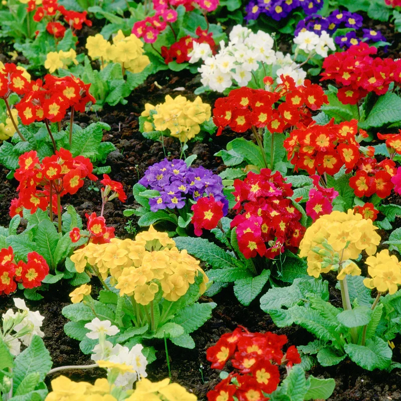 247plants3890971