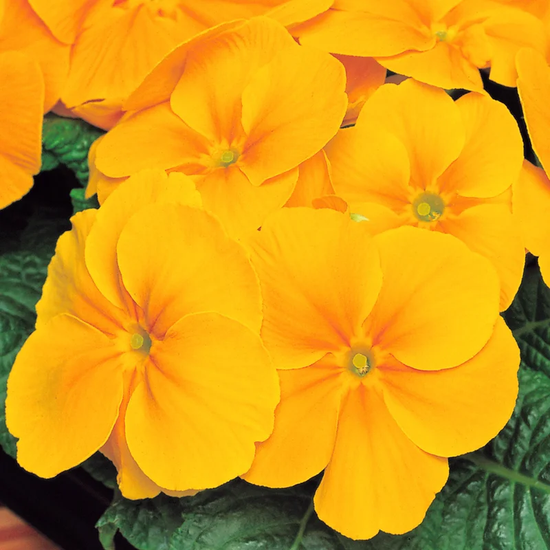 247plants3891062
