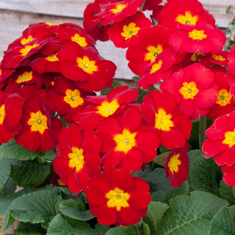 247plants3891113