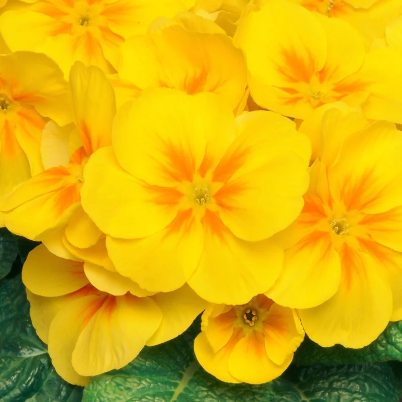 247plants3891204
