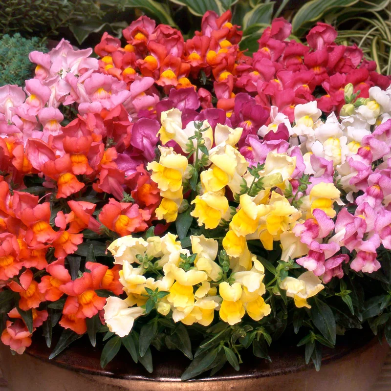 247plants3891597