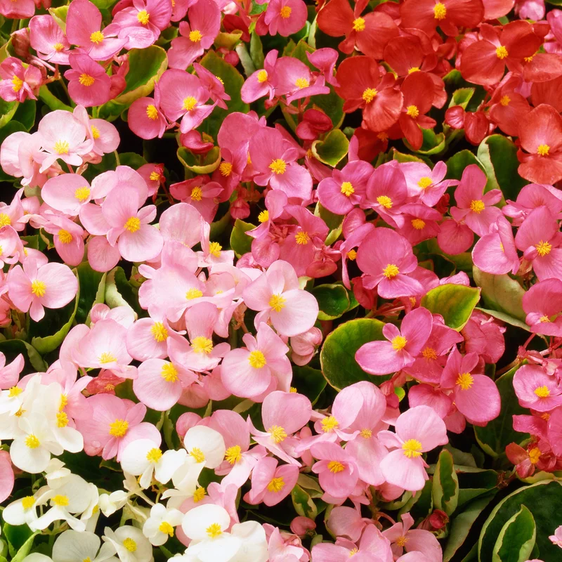 247plants3892138