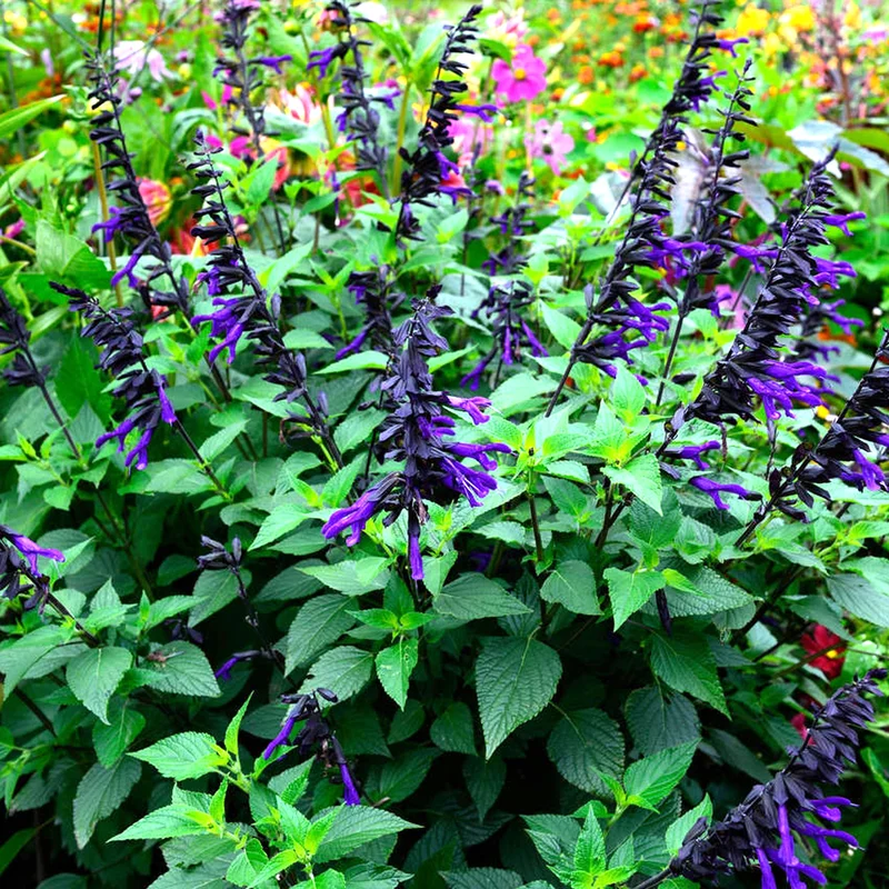 247plants3892442