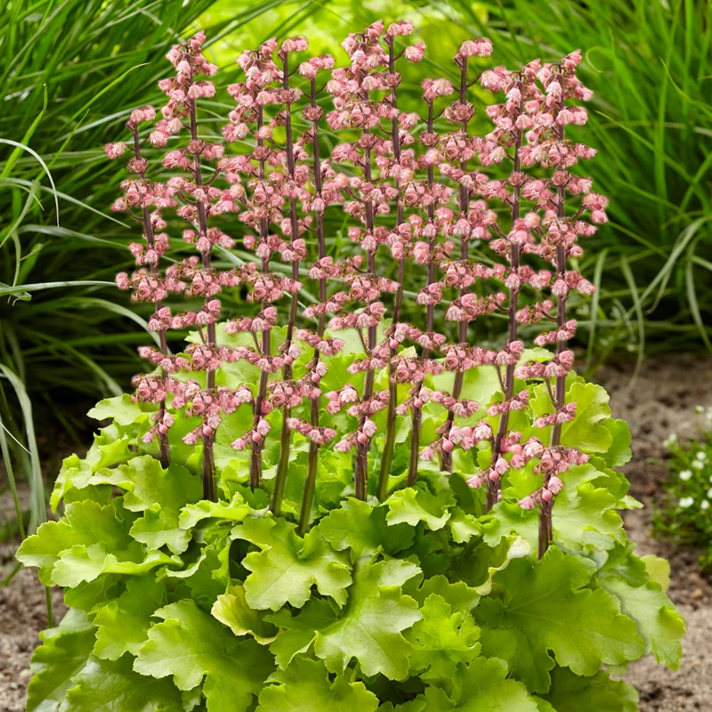 247plants3893679