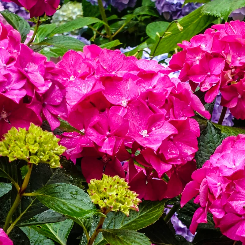 247plants3894109