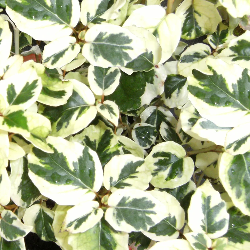 247plants3895051