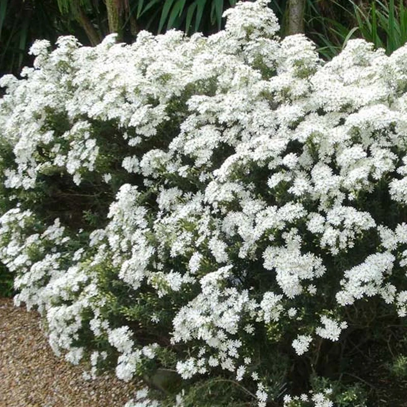 247plants3895117