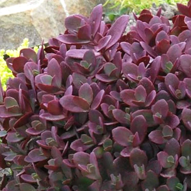 247plants3895605
