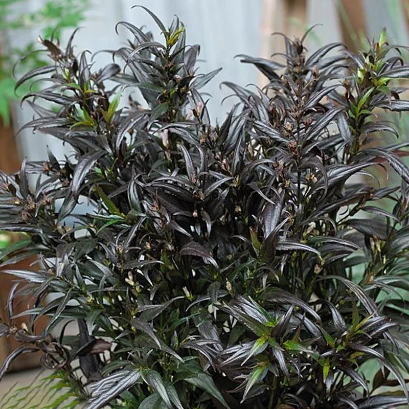 247plants3895659
