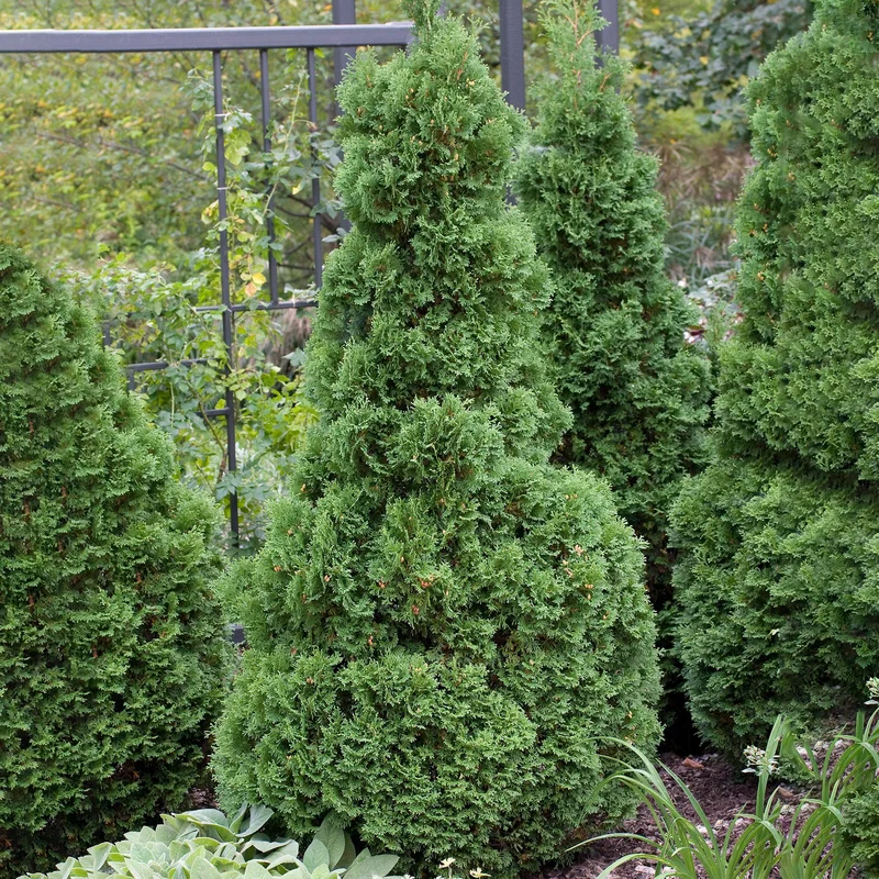 247plants3895776