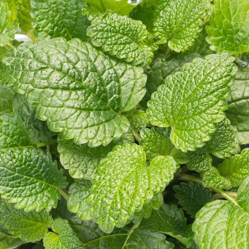 247plants3895954