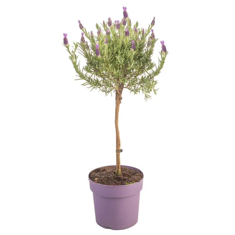 247plants3896102