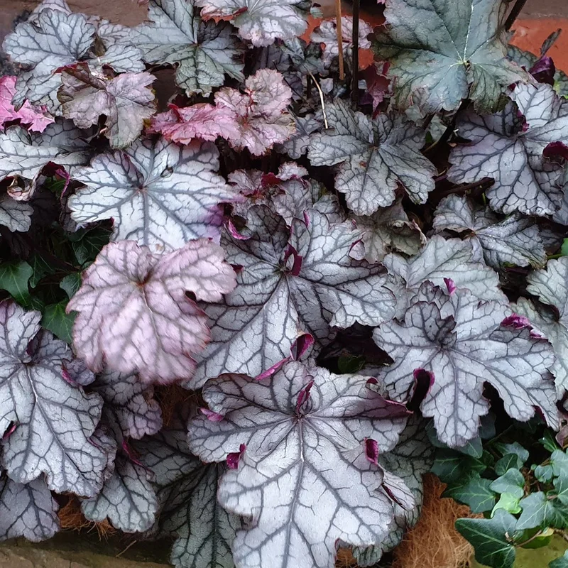 247plants3896494