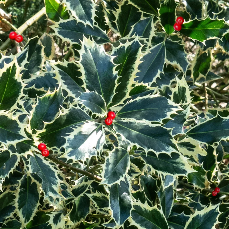 247plants3896579