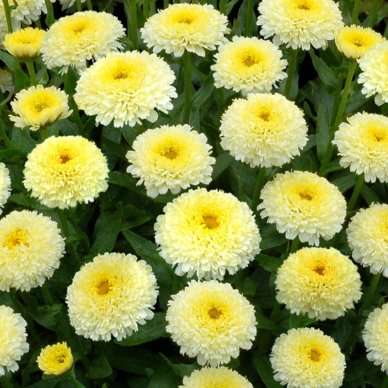 247plants3896720