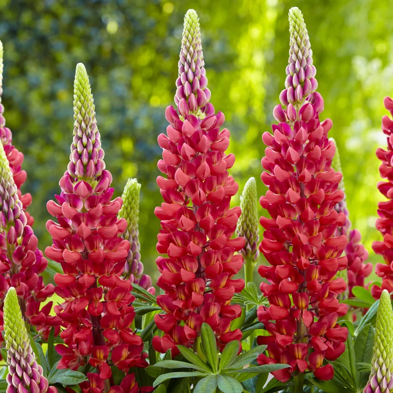 247plants3896781