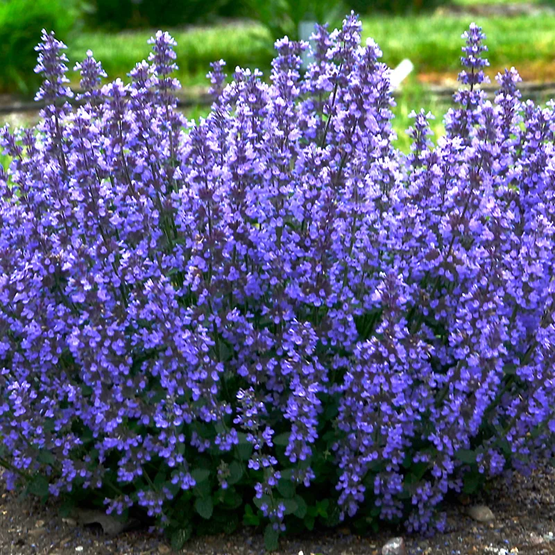 247plants3897206