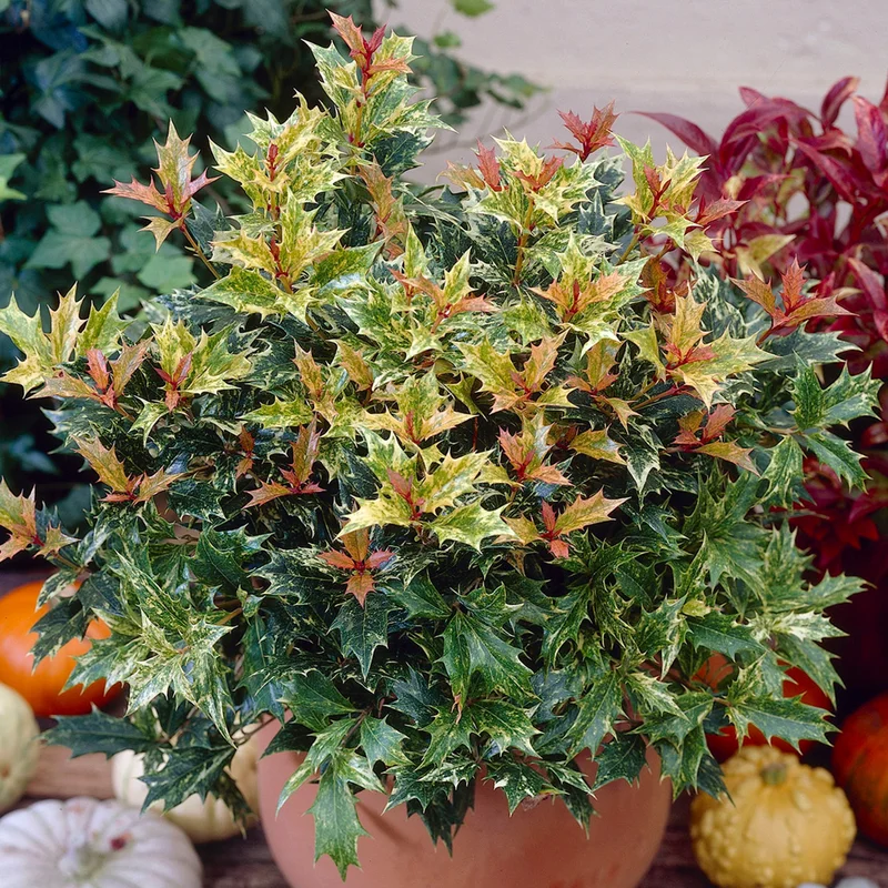 247plants3897283