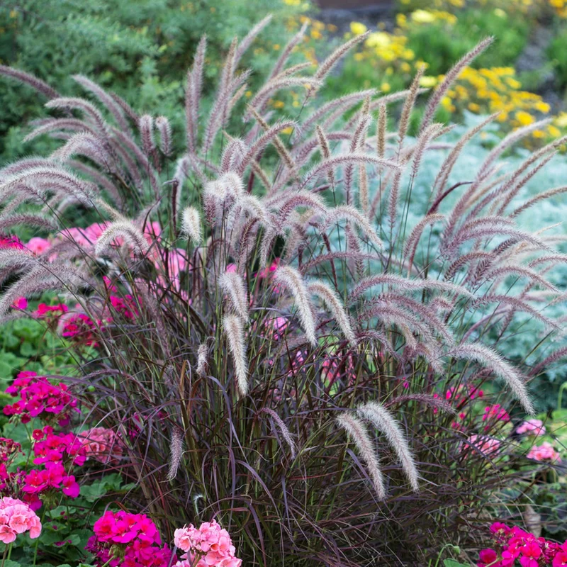 247plants3897346