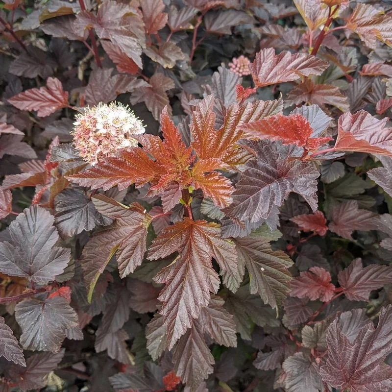247plants3897410