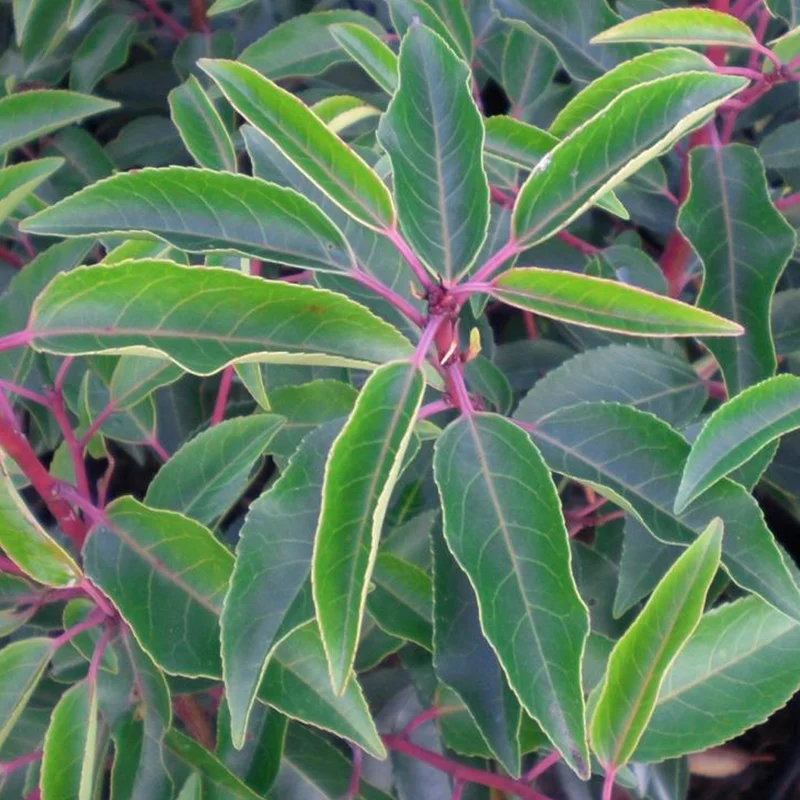 247plants3897519