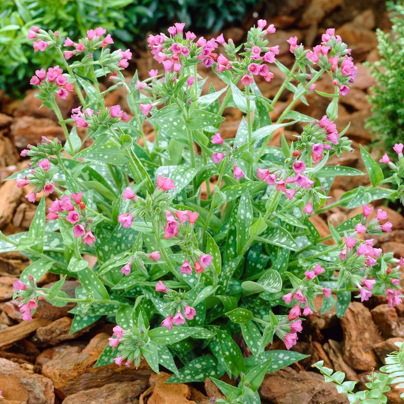 247plants3897583