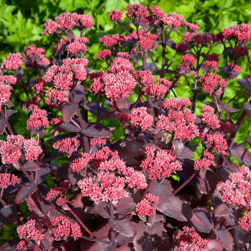 247plants3898015