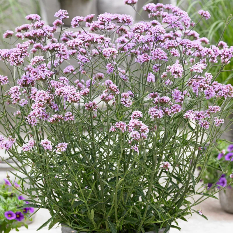 247plants3898395
