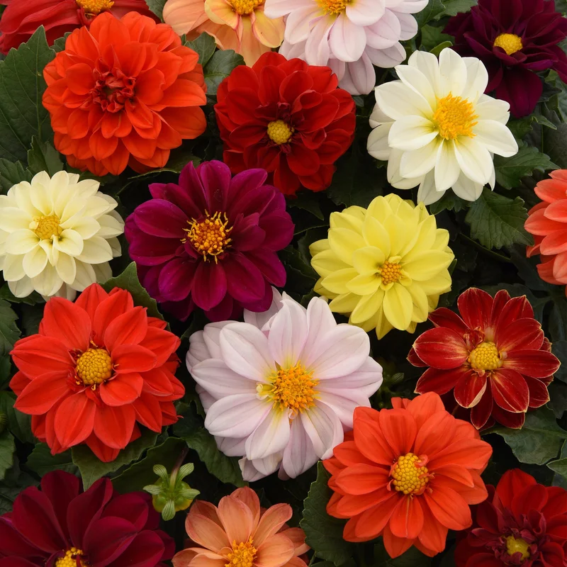 247plants3898531