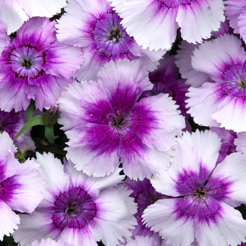 247plants3898879