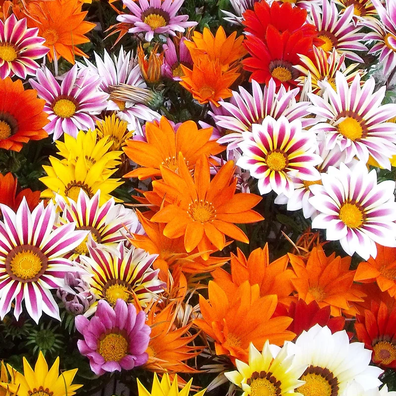 247plants3899014