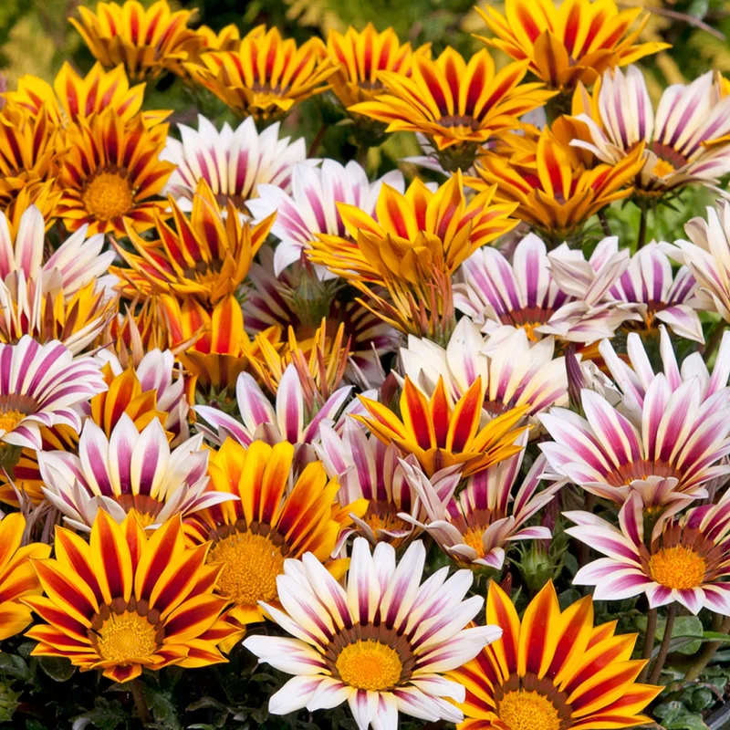 247plants3899089