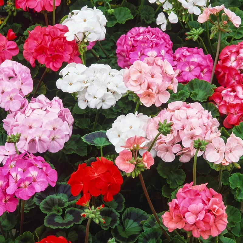 247plants3899163