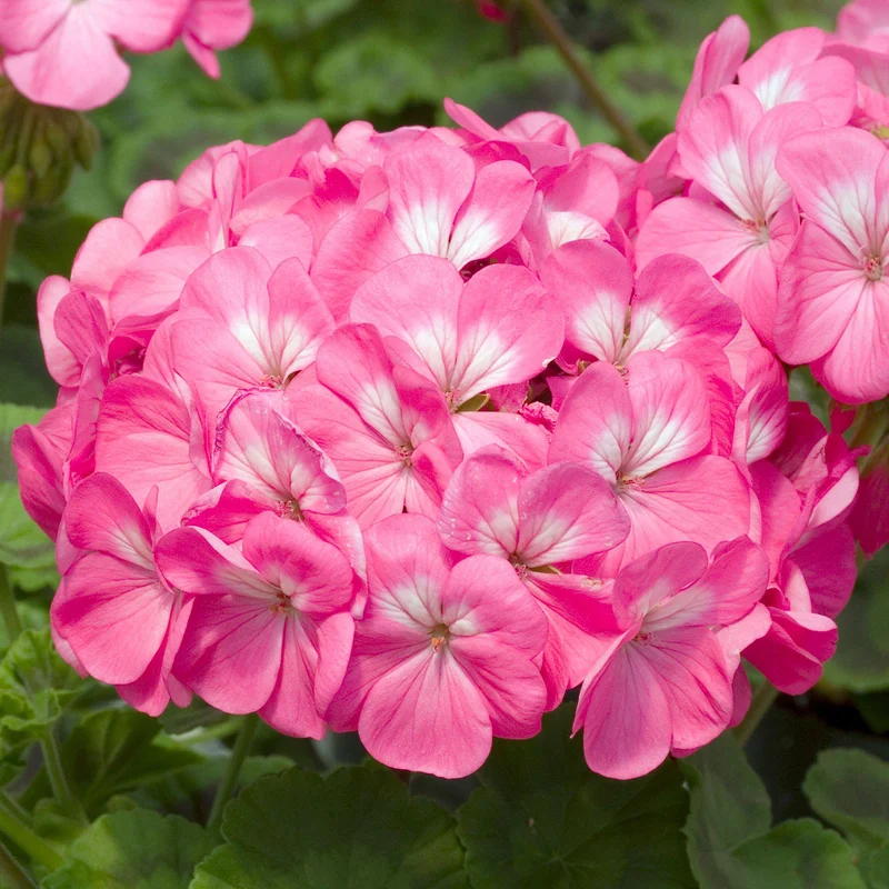 247plants3899267