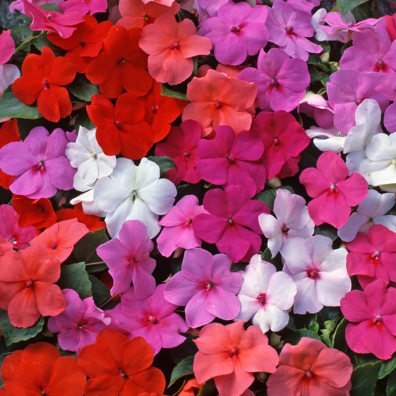 247plants3899528