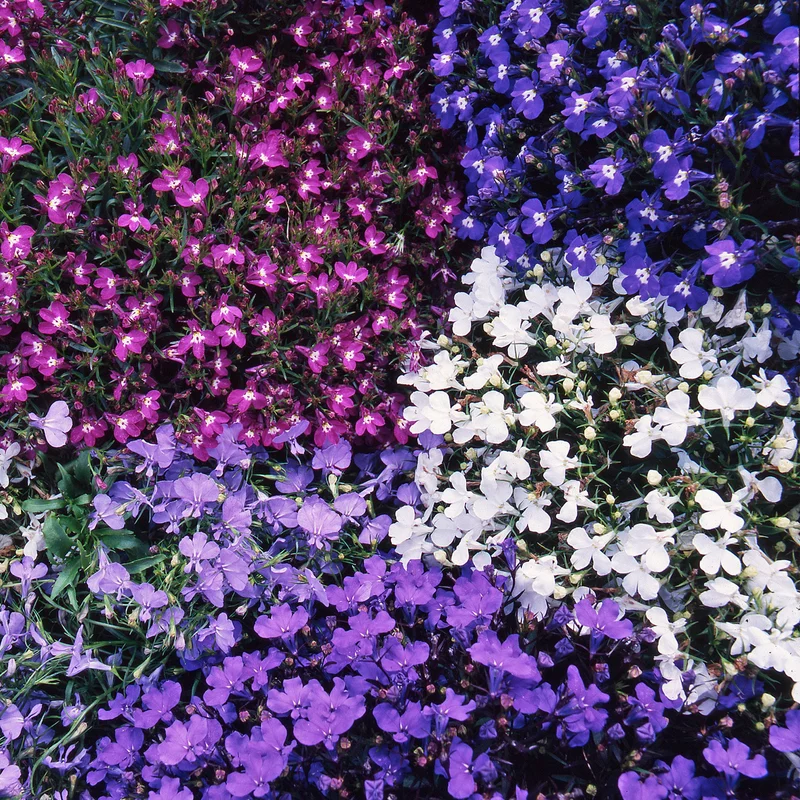 247plants3900110
