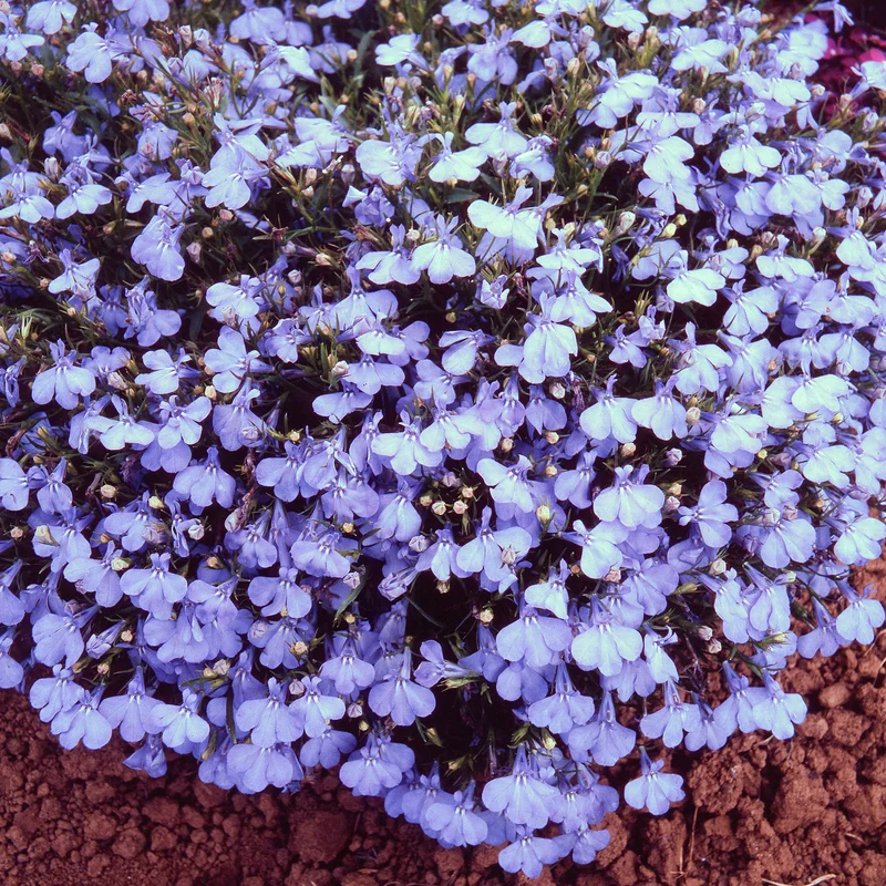 247plants3900196