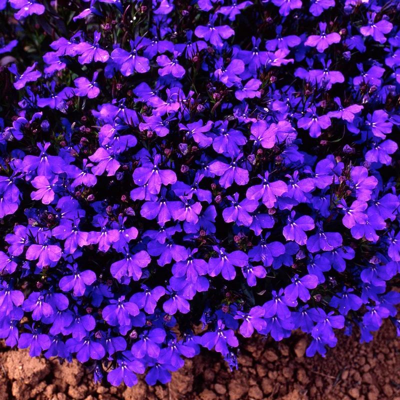 247plants3900281